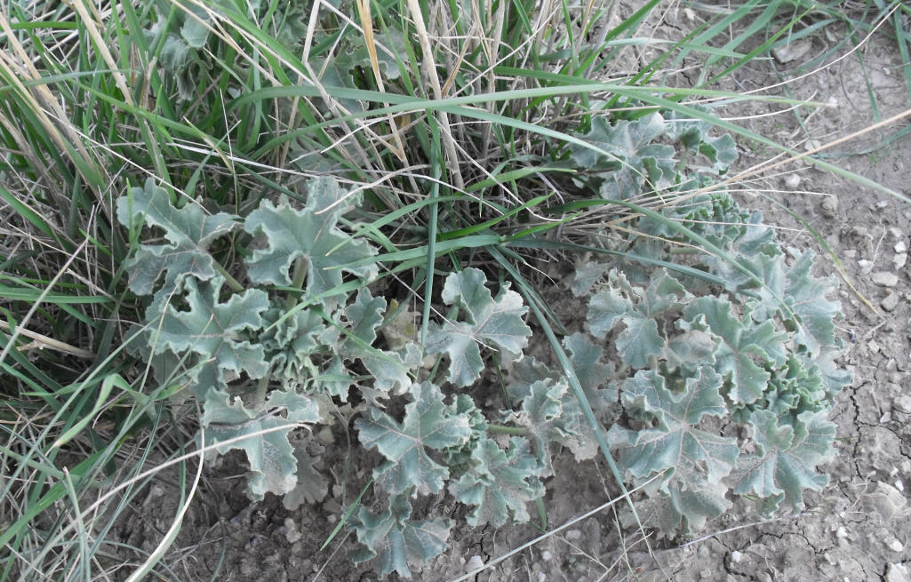 Lavatera agrigentina